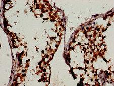WIF1 Antibody - Immunohistochemistry analysis of human testis tissue at a dilution of 1:100