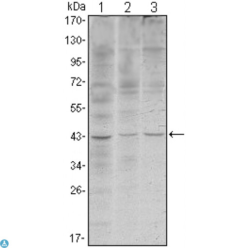 WIF1 Antibody - Western Blot (WB) analysis using WIF-1 Monoclonal Antibody against HeLa (1), NIH/3T3 (2) and NTERA-2 (3) cell lysate.