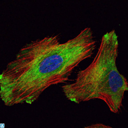 WIF1 Antibody - Immunofluorescence (IF) analysis of HeLa cells using WIF-1 Monoclonal Antibody (green). Red: Actin filaments have been labeled with Alexa Fluor-555 phalloidin.