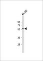 WIPF1 / WIP Antibody - Anti-WIPF1 Antibody at 1:1000 dilution + HL-60 whole cell lysate Lysates/proteins at 20 ug per lane. Secondary Goat Anti-Rabbit IgG, (H+L), Peroxidase conjugated at 1:10000 dilution. Predicted band size: 51 kDa. Blocking/Dilution buffer: 5% NFDM/TBST.