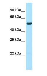 WIPF1 / WIP Antibody - WIPF1 / WIP antibody Western Blot of Rat Small Intestine.  This image was taken for the unconjugated form of this product. Other forms have not been tested.