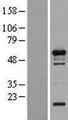 WIPF1 / WIP Protein - Western validation with an anti-DDK antibody * L: Control HEK293 lysate R: Over-expression lysate