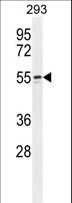 WIPF2 / WIRE Antibody - WIPF2 Antibody western blot of 293 cell line lysates (35 ug/lane). The WIPF2 antibody detected the WIPF2 protein (arrow).