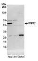 WIPF2 / WIRE Antibody - Detection of human WIPF2 by western blot. Samples: Whole cell lysate (15 µg) from HeLa, HEK293T, and Jurkat cells prepared using NETN lysis buffer. Antibody: Affinity purified rabbit anti-WIPF2 antibody used for WB at 0.1 µg/ml. Detection: Chemiluminescence with an exposure time of 10 seconds.