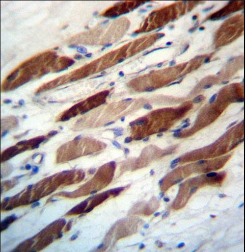 WIPI2 Antibody - WIPI2 Antibody immunohistochemistry of formalin-fixed and paraffin-embedded human skeletal muscle followed by peroxidase-conjugated secondary antibody and DAB staining.