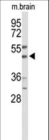 WIPI2 Antibody - Western blot of WIPI2 Antibody in mouse brain tissue lysates (35 ug/lane). WIPI2 (arrow) was detected using the purified antibody.