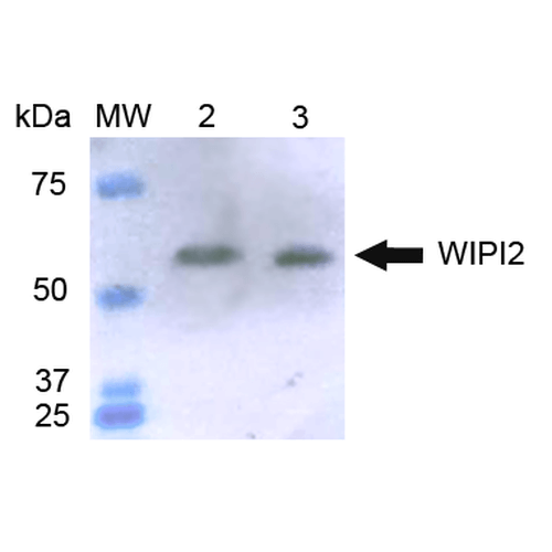 WIPI2 Antibody - Western blot analysis of Human HeLa and HEK293Trap cell lysates showing detection of ~49.4 kDa WIPI2 protein using Rabbit Anti-WIPI2 Polyclonal Antibody. Lane 1: Molecular Weight Ladder (MW). Lane 2: HeLa cell lysates. Lane 3: 293Trap cell lysates. Load: 15 µg. Block: 5% Skim Milk in 1X TBST. Primary Antibody: Rabbit Anti-WIPI2 Polyclonal Antibody  at 1:1000 for 2 hours at RT. Secondary Antibody: Goat Anti-Rabbit IgG: HRP at 1:1000 for 60 min at RT. Color Development: ECL solution for 6 min in RT. Predicted/Observed Size: ~49.4 kDa.