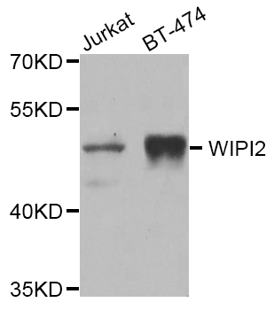 WIPI2 Antibody - Western blot analysis of extracts of various cell lines.