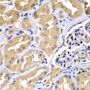 WIPI2 Antibody - Immunohistochemistry of paraffin-embedded human kidney tissue.