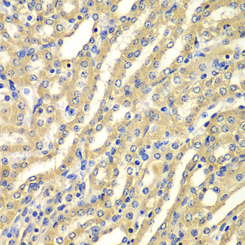 WIPI2 Antibody - Immunohistochemistry of paraffin-embedded mouse kidney tissue.