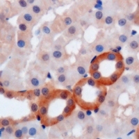 WIPI2 Antibody - Immunohistochemical analysis of WIPI2 staining in mouse kidney formalin fixed paraffin embedded tissue section. The section was pre-treated using heat mediated antigen retrieval with sodium citrate buffer (pH 6.0). The section was then incubated with the antibody at room temperature and detected using an HRP conjugated compact polymer system. DAB was used as the chromogen. The section was then counterstained with hematoxylin and mounted with DPX.