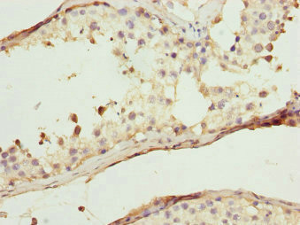 WIPI2 Antibody - Immunohistochemistry of paraffin-embedded human testis tissue at dilution 1:100
