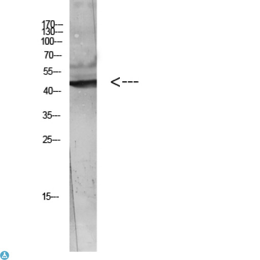 WISP3 Antibody - Western blot analysis of Hela Cell Lysate. Secondary antibody was diluted at 1:20000.