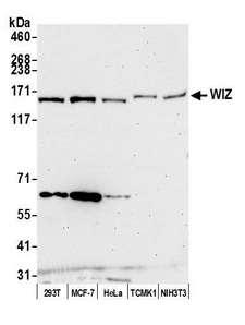 WIZ Antibody - Detection of human and mouse WIZ by western blot. Samples: Whole cell lysate (50 µg) from HEK293T, MCF-7, HeLa, TCMK-1, and NIH 3T3 cells prepared using NETN lysis buffer. Antibody: Affinity purified Rabbit anti-WIZ antibody used for WB at 1:1000. Secondary: HRP-conjugated goat anti-rabbit IgG (A120-101P). Chemiluminescence with an exposure time of 75 seconds.