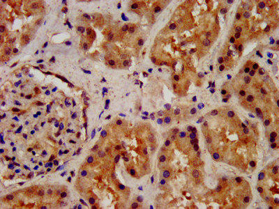 WLS / GPR177 Antibody - Immunohistochemistry image at a dilution of 1:200 and staining in paraffin-embedded human kidney tissue performed on a Leica BondTM system. After dewaxing and hydration, antigen retrieval was mediated by high pressure in a citrate buffer (pH 6.0) . Section was blocked with 10% normal goat serum 30min at RT. Then primary antibody (1% BSA) was incubated at 4 °C overnight. The primary is detected by a biotinylated secondary antibody and visualized using an HRP conjugated SP system.