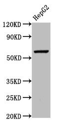 WLS / GPR177 Antibody - Positive Western Blot detected in HepG2 whole cell lysate. All lanes: WLS antibody at 5.4 µg/ml Secondary Goat polyclonal to rabbit IgG at 1/50000 dilution. Predicted band size: 63, 52 KDa. Observed band size: 63 KDa
