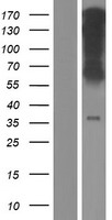 WLS / GPR177 Protein - Western validation with an anti-DDK antibody * L: Control HEK293 lysate R: Over-expression lysate