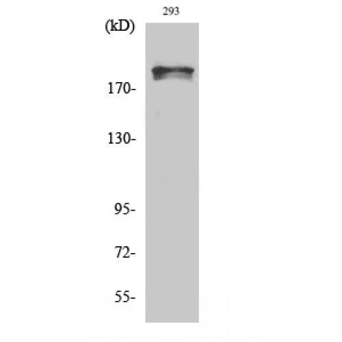 WNK1 Antibody - Western blot of Phospho-WNK1 (T60) antibody using 25 ug of HEK293 cell extracts, treated with EGF 200 ng/ml for 30 minutes