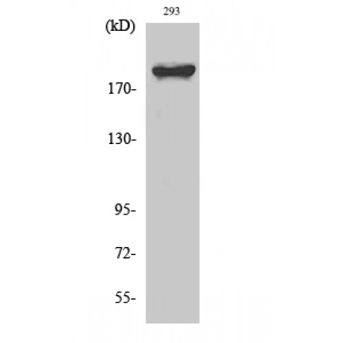 WNK1 Antibody - Western blot of WNK1 antibody using 25 ug of HEK293 cell extracts.