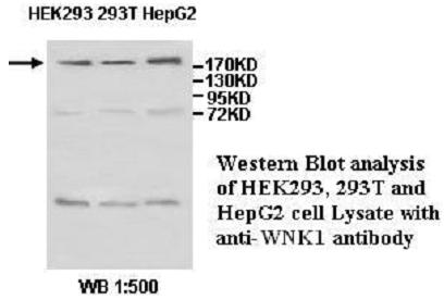 WNK1 Antibody