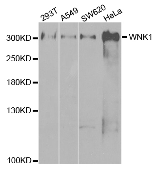 WNK1 Antibody - Western blot analysis of extracts of various cell lines.