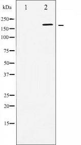 WNK1 Antibody - Western blot analysis of WNK1 expression in EGF treated 293 whole cells lysates. The lane on the left is treated with the antigen-specific peptide.