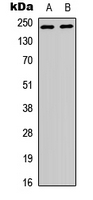 WNK1 Antibody - Western blot analysis of p65 expression in HEK293T (A); HeLa (B) whole cell lysates.
