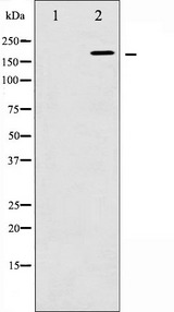 WNK1 Antibody - Western blot analysis of WNK1 phosphorylation expression in EGF treated 293 whole cells lysates. The lane on the left is treated with the antigen-specific peptide.