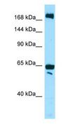 WNK2 Antibody - WNK2 antibody Western Blot of 721_B.  This image was taken for the unconjugated form of this product. Other forms have not been tested.