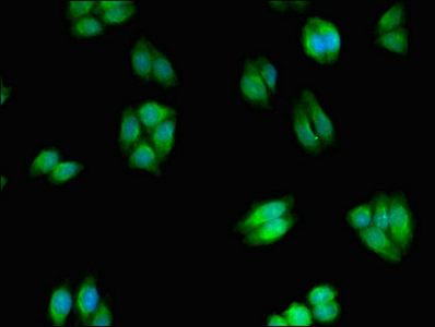 WNK2 Antibody - Immunofluorescent analysis of HepG2 cells at a dilution of 1:100 and Alexa Fluor 488-congugated AffiniPure Goat Anti-Rabbit IgG(H+L)