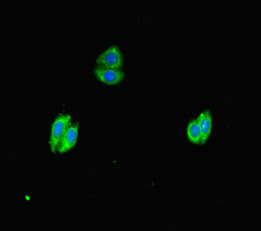 WNK4 Antibody - Immunofluorescent analysis of HepG2 cells diluted at 1:100 and Alexa Fluor 488-congugated AffiniPure Goat Anti-Rabbit IgG(H+L)