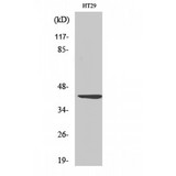 WNT1 Antibody - Western blot of Wnt-1 antibody