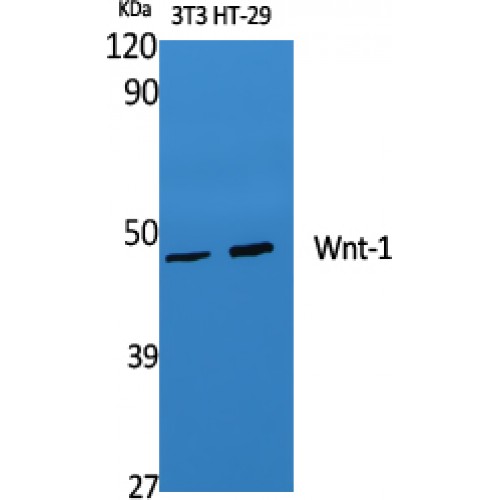 WNT1 Antibody - Western blot of Wnt-1 antibody
