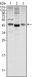 WNT1 Antibody - WNT1 Antibody in Western Blot (WB)