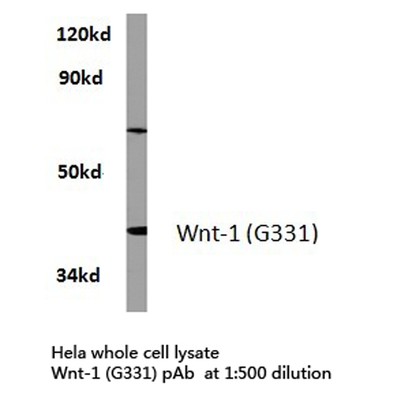 WNT1 Antibody - Western blot of Wnt-1 (G331) pAb in extracts from HeLa cells.