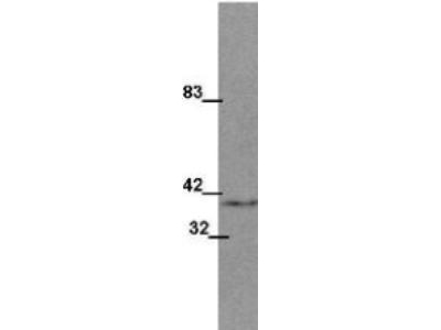WNT1 Antibody - Anti-Wnt1 Monoclonal Antibody - Western Blot. Western blot of Protein A purified anti-Wnt1 monoclonal antibody shows detection of Wnt1 protein in mouse testis lysate. The results show specific binding corresponding to the ~41 kD Wnt1 protein. Primary antibody was used at a 1:500 dilution. Personal communication, Stephen Brown, Brown University.