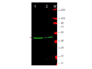 WNT1 Antibody - Anti-Wnt1 Antibody - Western Blot. Western blot of affinity purified anti-Wnt1 antibody shows detection of endogenous Wnt1 in human-derived MCF7 cell lysate (lane 1) and mouse-derived 3T3 cell lysate (lane 2). The band at ~41 kD, indicated by the arrowhead, corresponds to Wnt1. After transfer, the membrane was blocked with 5% BLOTTO. Primary antibody was used at a 1:1400 dilution in PBS containing 1% BLOTTO. The specificity of the antibody was confirmed by peptide competition which completely blocked reaction of the antibody with Wnt1 (data not shown).