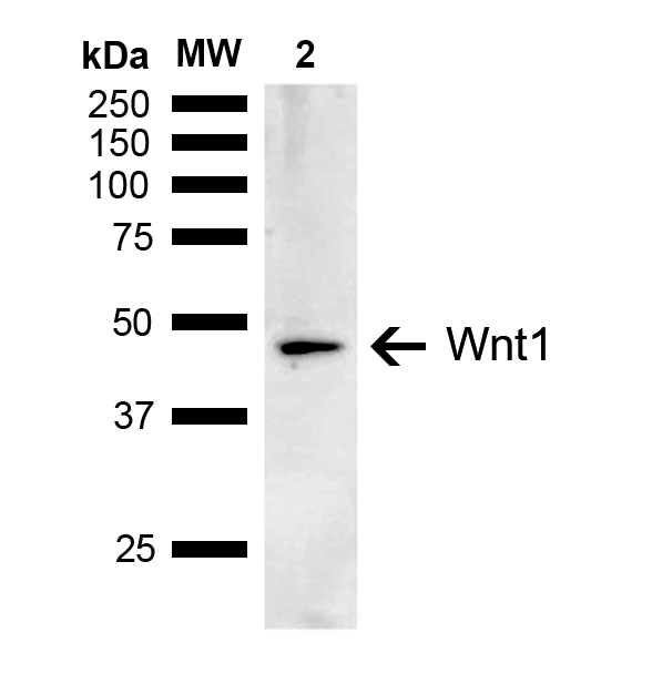WNT1 Antibody - Western blot analysis of Human Embryonic kidney epithelial cell line (HEK293T) lysate showing detection of ~41 kDa Wnt1 protein using Rabbit Anti-Wnt1 Polyclonal Antibody. Lane 1: Molecular Weight Ladder (MW). Lane 2: HEK293T. Load: 10 µg. Block: 5% Skim Milk in 1X TBST. Primary Antibody: Rabbit Anti-Wnt1 Polyclonal Antibody  at 1:1000 for 2 hours at RT. Secondary Antibody: Goat Anti-Rabbit IgG: HRP at 1:5000 for 1 hour at RT. Color Development: ECL solution for 5 min at RT. Predicted/Observed Size: ~41 kDa. Other Band(s): Band is detected at ~46 kDa, due to post translational modifications.