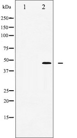 WNT1 Antibody - Western blot analysis of wnt1 expression in NIH-3T3 cells lysate. The lane on the left is treated with the antigen-specific peptide.