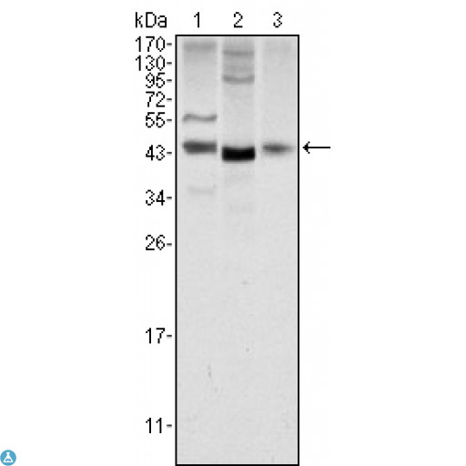 WNT1 Antibody - Western Blot (WB) analysis using Wnt-1 Monoclonal Antibody against NIH/3T3 (1), 3T3L1 (2) and HeLa (3) cell lysate.