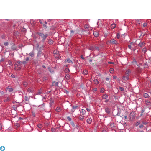 WNT1 Antibody - Immunohistochemistry (IHC) analysis of paraffin-embedded human Adrenal tissues with AEC staining using Wnt-1 Monoclonal Antibody.