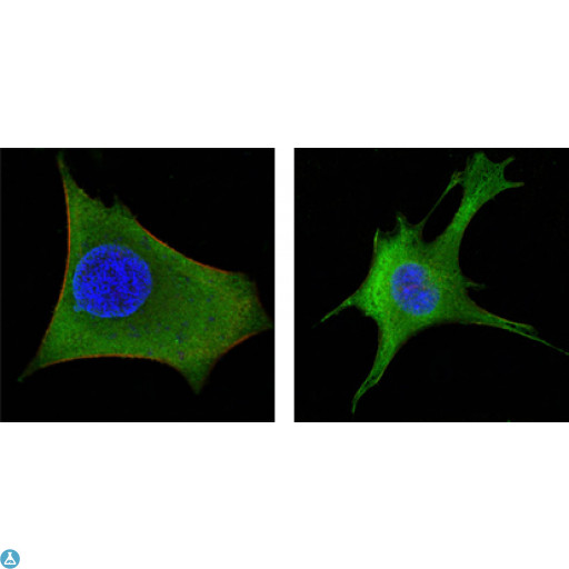 WNT1 Antibody - Confocal Immunofluorescence (IF) analysis of HeLa (left) and 3T3-L1 (right) cells using Wnt-1 Monoclonal Antibody (green). Red: Actin filaments have been labeled with DY-554 phalloidin. Blue: DRAQ5 fluorescent DNA dye.