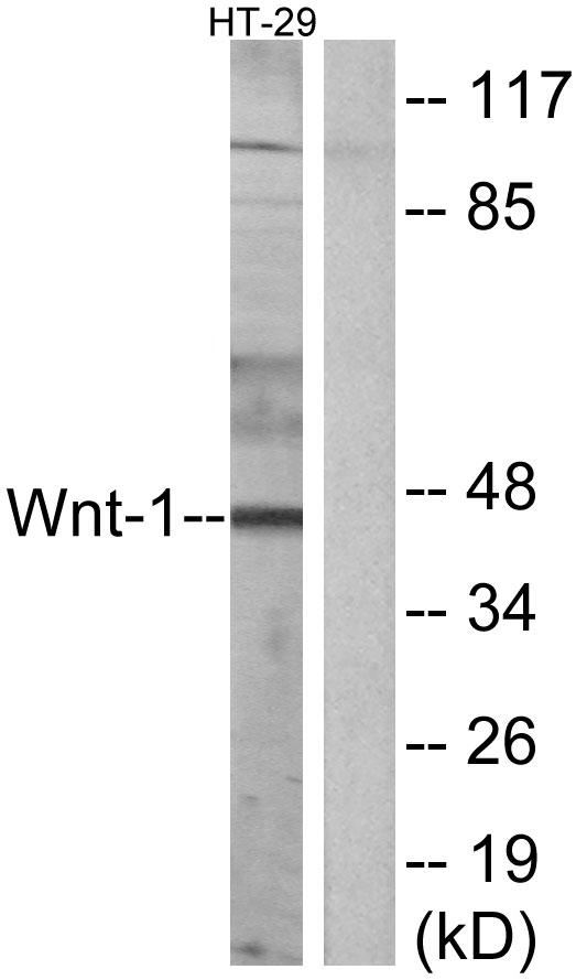 WNT1 Antibody - Western blot analysis of extracts from HT-29 cells, using WNT1 antibody.