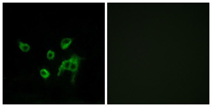 WNT1 Antibody - Peptide - + Immunofluorescence analysis of COS-7 cells, using WNT1 antibody.