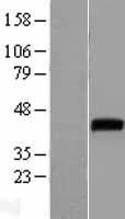 WNT1 Protein - Western validation with an anti-DDK antibody * L: Control HEK293 lysate R: Over-expression lysate