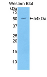 WNT10A Antibody - Western blot of recombinant WNT10A.  This image was taken for the unconjugated form of this product. Other forms have not been tested.