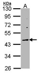 WNT10A Antibody - Sample (30 ug of whole cell lysate). A: Raji. 10% SDS PAGE. WNT10A antibody diluted at 1:1000.