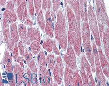 WNT10B Antibody - Anti-WNT10B antibody IHC of human heart. Immunohistochemistry of formalin-fixed, paraffin-embedded tissue after heat-induced antigen retrieval. Antibody concentration 5 ug/ml.  This image was taken for the unconjugated form of this product. Other forms have not been tested.