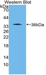 WNT10B Antibody - Western blot of recombinant WNT10B.