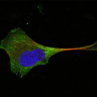 WNT10B Antibody - Confocal immunofluorescence of PANC-1 cells using WNT10B mouse monoclonal antibody (green). Red: Actin filaments have been labeled with Alexa Fluor-555 phalloidin. Blue: DRAQ5 fluorescent DNA dye.